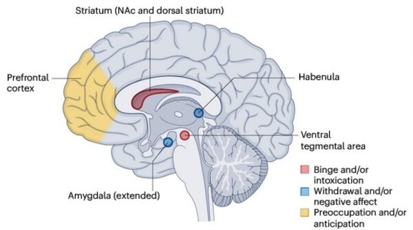 Structures cérébrales impliquées dans les troubles de l'usage d'opiacés