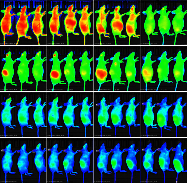 Sonder la biodistribution de nanoparticles dans un modèle murin par une approche d’imagerie non-invasive ©Olivier Lefebvre - INSERM U 1109/Unistra