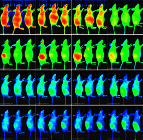 Sonder la biodistribution de nanoparticles dans un modèle murin par une approche d’imagerie non-invasive ©Olivier Lefebvre - INSERM U 1109/Unistra