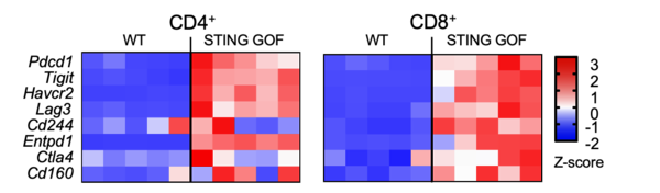 Mise en évidence d’une signature d’épuisement des lymphocytes T (CD4+ et CD8+) chez les souris présentant une mutation activatrice de STING