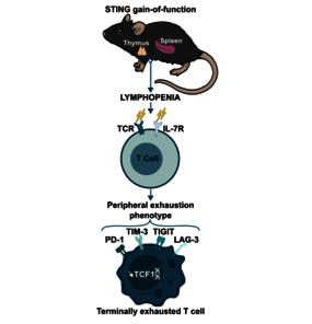 La lymphopénie a été identifiée comme le principal moteur de l’épuisement des lymphocytes T périphériques dans un modèle murin de la maladie SAVI (vasculopathie associée à STING avec début précoce). Credits : P Soulas-Sprauel
