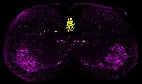 CRBS U1118 Lower motor neurons ©J. Scekic-Zahirovic & C. Rouaux