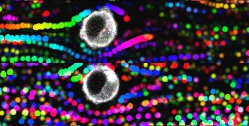 Des billes fluorescentes filmées à très haute vitesse, et analysées pour suivre leur trajectoire, pour comprendre l’influence des forces fluidiques sur l’arrêt d’une cellule tumorale sur un tapis de cellules endothéliales ©Harlepp S. /Goetz J